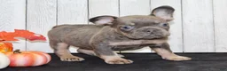 French Bulldog dogs for sale: Gina Female AKC French Bulldog - Ad 3