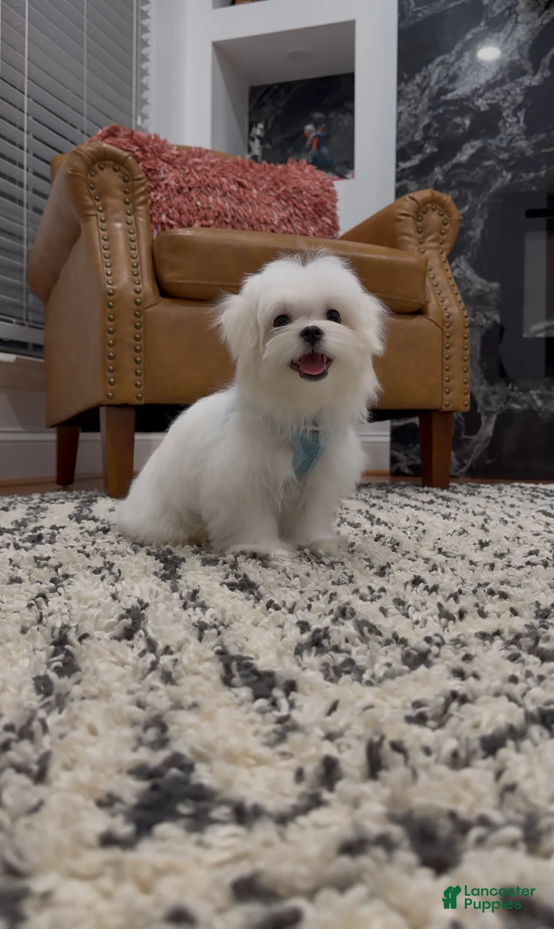 Maltese dogs for sale: Theo - Ad 4