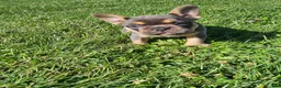 French Bulldog dogs for sale: Jewel - Ad 2