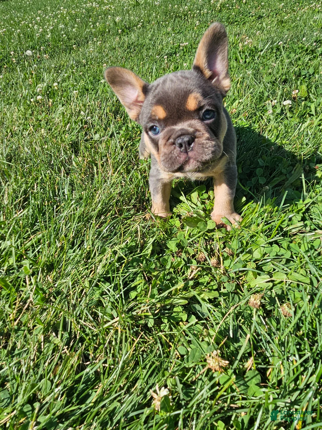 French Bulldog dogs for sale: Jewel - Ad 2