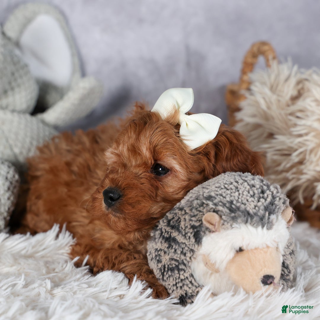 Cavapoo dogs for sale: OREO - Ad 5