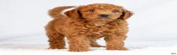 Mini Goldendoodle dogs for sale: Monty - Ad 5