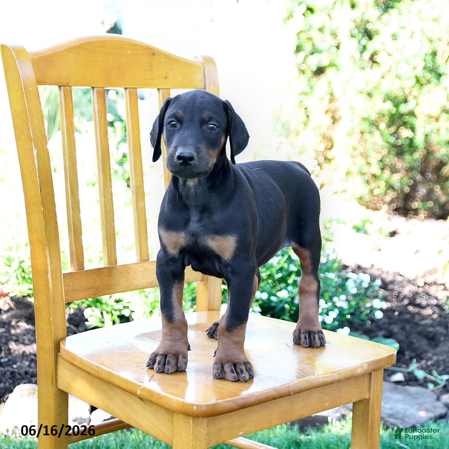 Doberman Pinscher dogs Travis - Ad 1