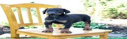 Doberman Pinscher dogs for sale: Travis - Ad 1