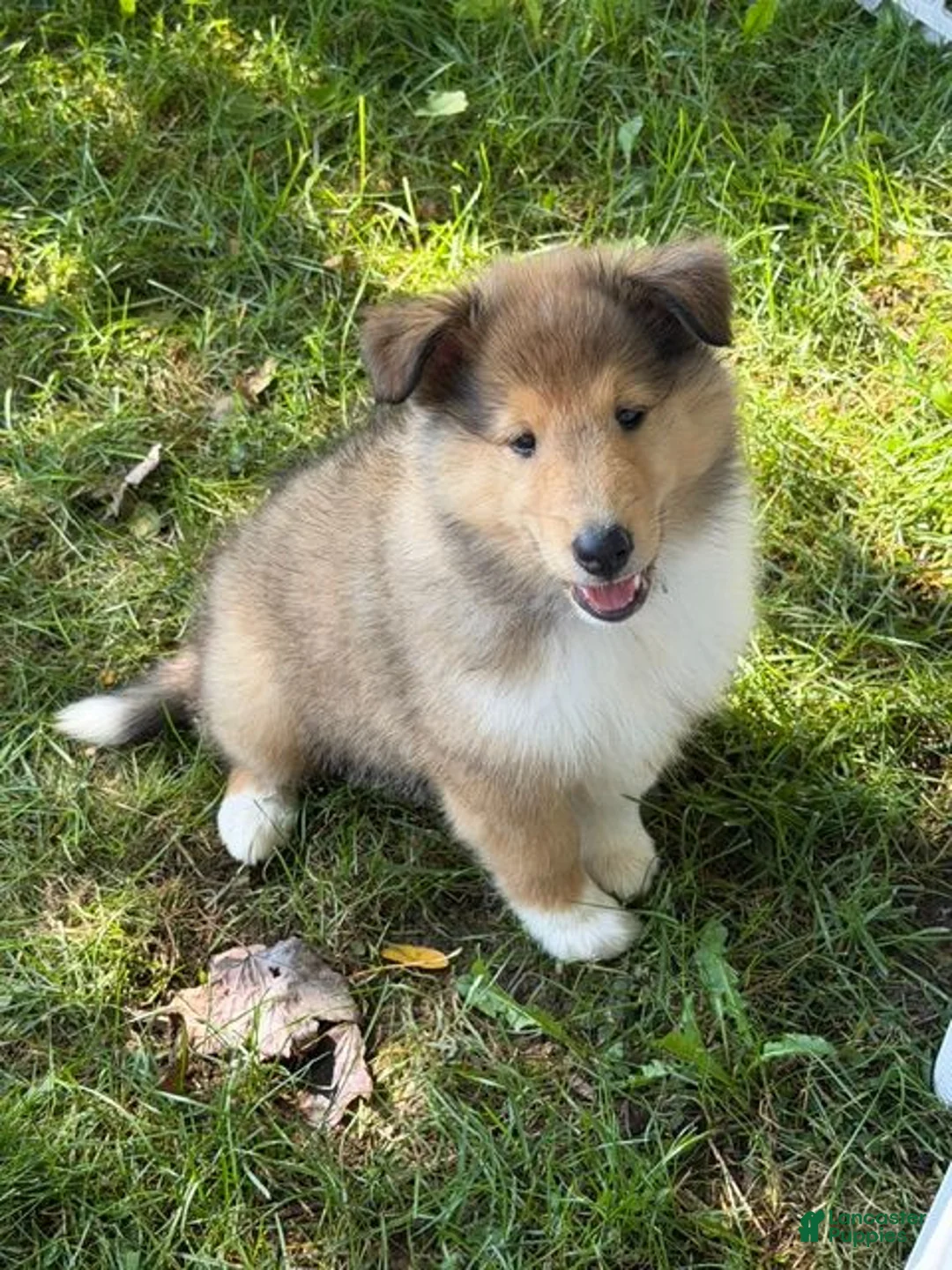 Collie dogs for sale: Most Photogenic!  BETSY ROSS  - AKC COLLIE PUPPY   - Ad 2