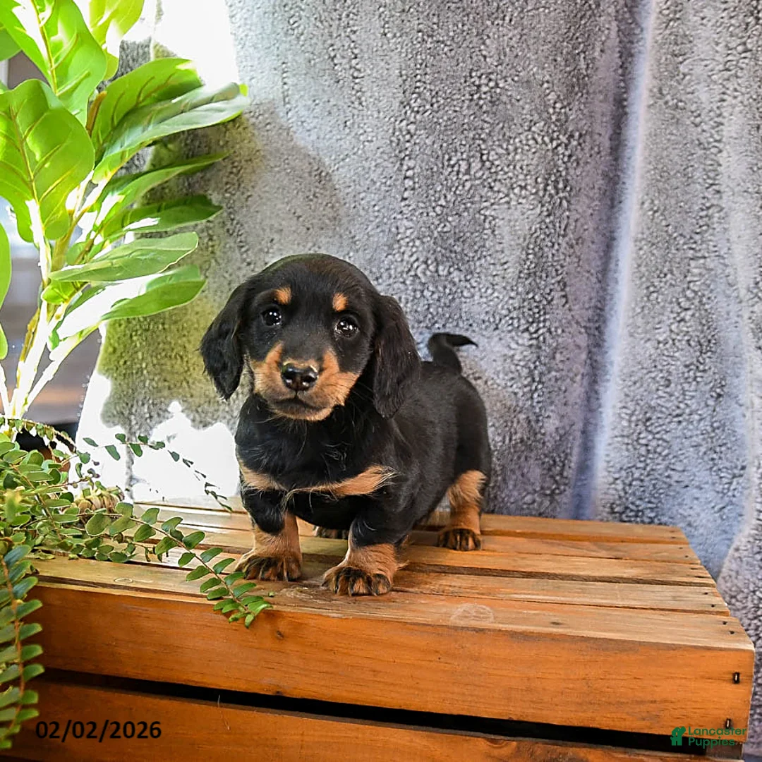 Miniature Dachshund dogs for sale: Tracey - Ad 1