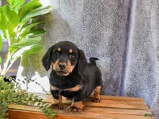 Miniature Dachshund dogs for sale: Tracey - Ad 3