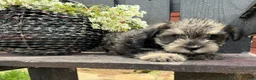 Miniature Schnauzer dogs for sale: Ellie - Ad 6