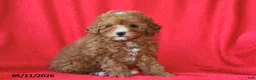 Toy Poodle dogs for sale: Rosie - Ad 3