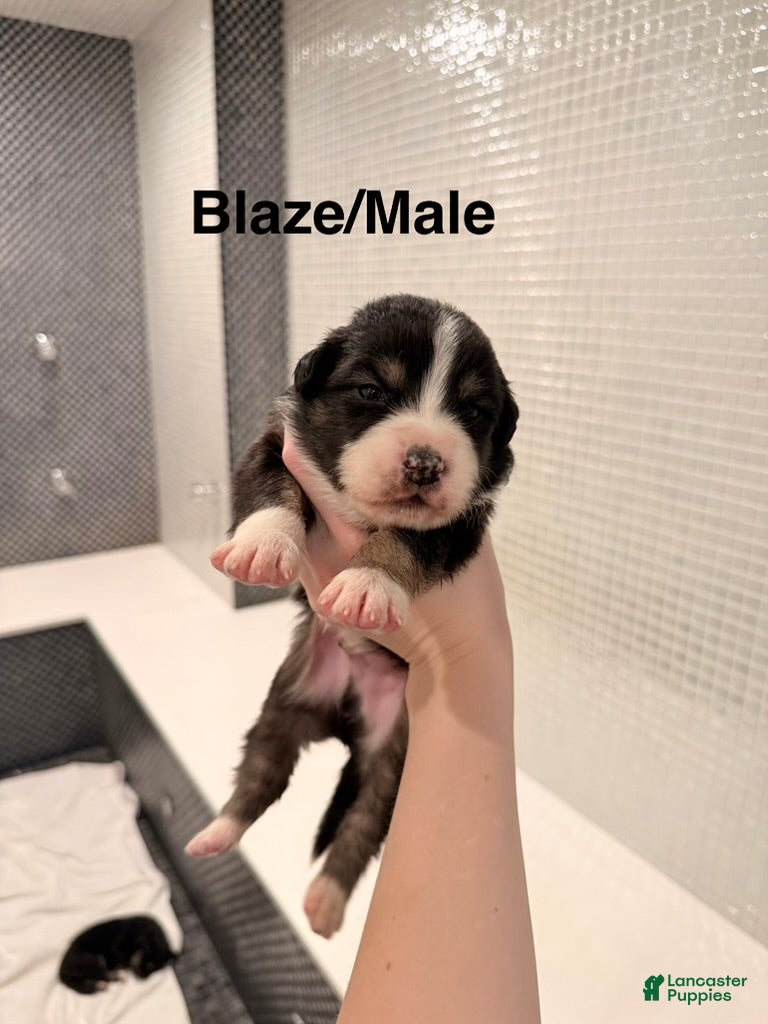 Australian Shepherd dogs Blaze - Ad 19