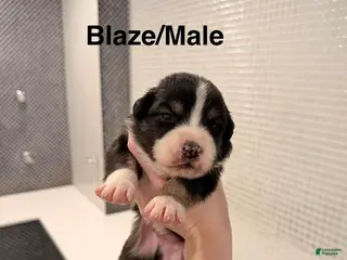 Australian Shepherd dogs Blaze - Ad 19