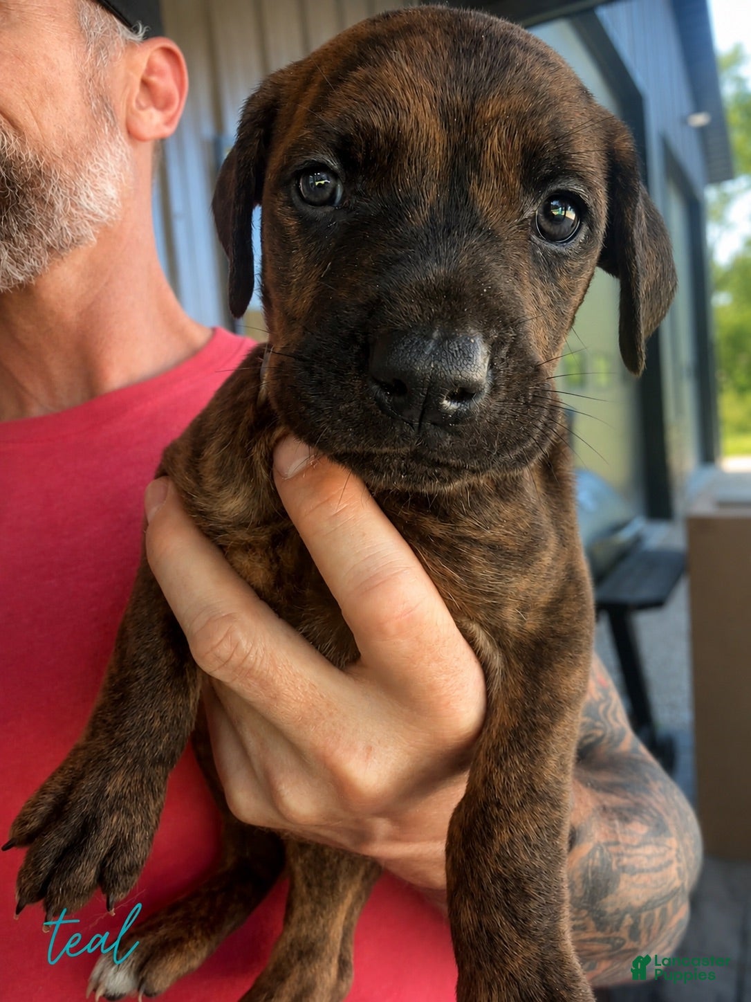 Mixed Breed dogs Teal - Ad 2