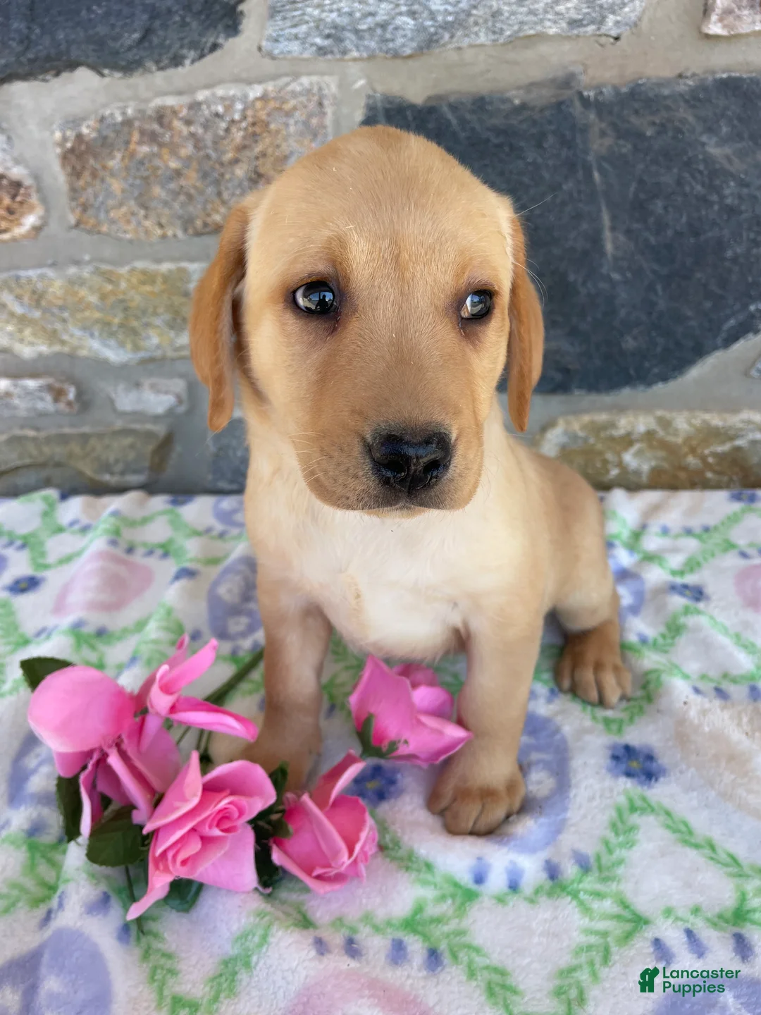 Labrador Retriever dogs for sale: Thelma - Ad 4