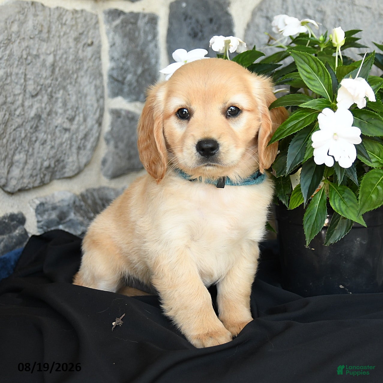 Miniature Golden Retriever dogs Wylie - Ad 1