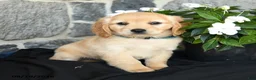 Miniature Golden Retriever dogs for sale: Wylie - Ad 1