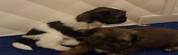 Shih Tzu dogs for sale: Shih Tzu 3 - Ad 16