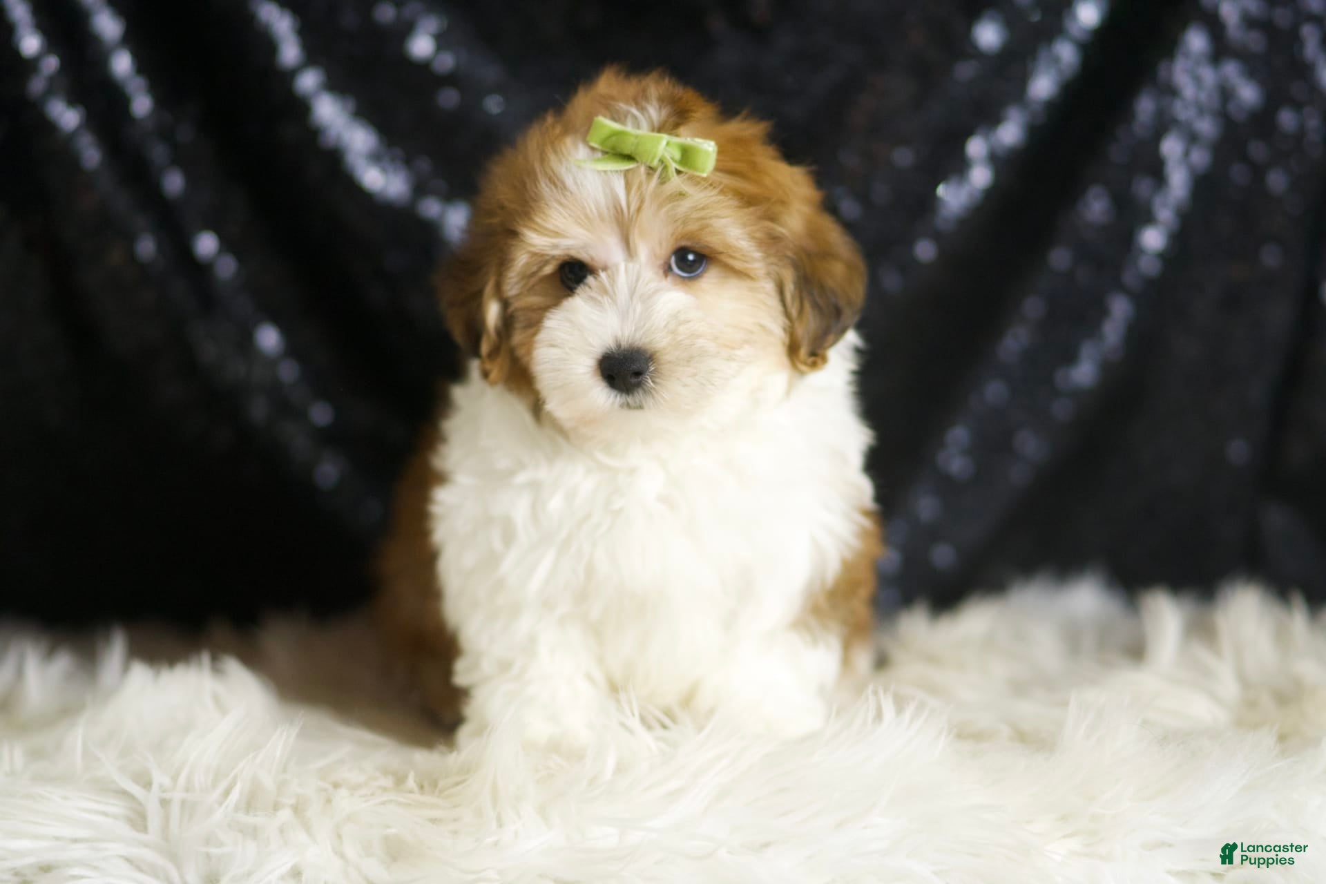 Yorkiepoo dogs Archie - Ad 10