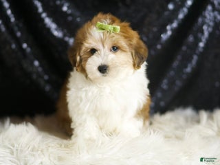 Yorkiepoo dogs Archie - Ad 17