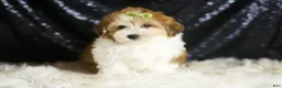 Yorkiepoo dogs for sale: Archie - Ad 1