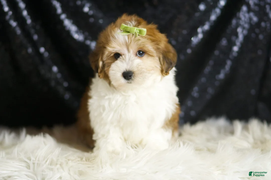 Yorkiepoo dogs for sale: Archie - Ad 1