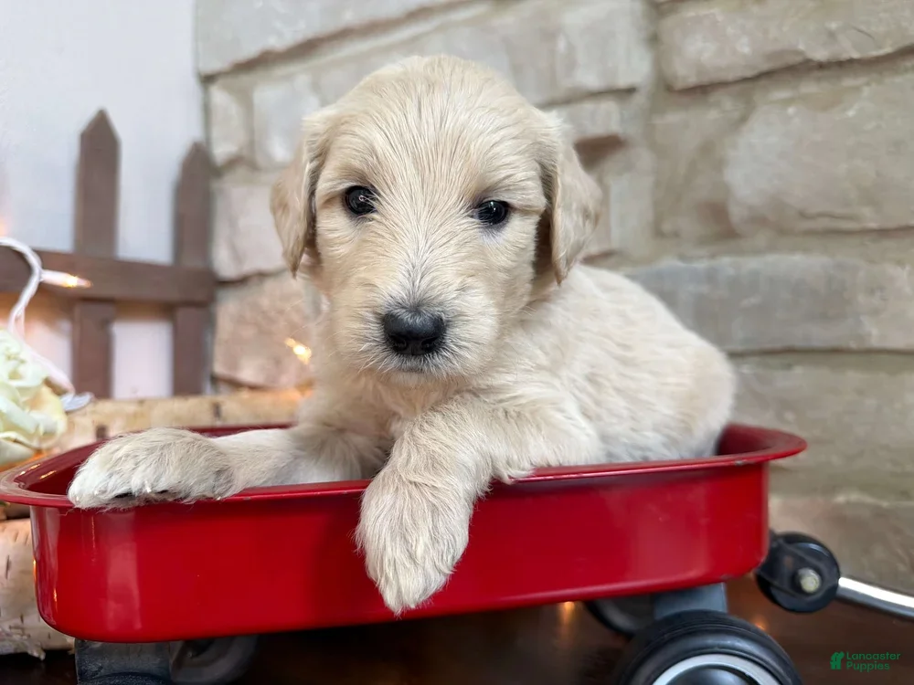Labradoodle dogs Ginger (Girl) - Ad 2