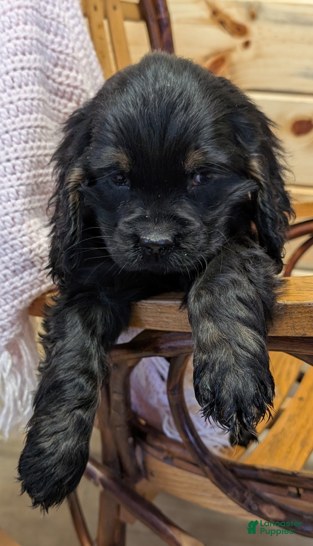 Cocker Spaniel dogs for sale: Whisper - Ad 3