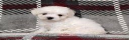 Maltese dogs for sale: Diego - Ad 5