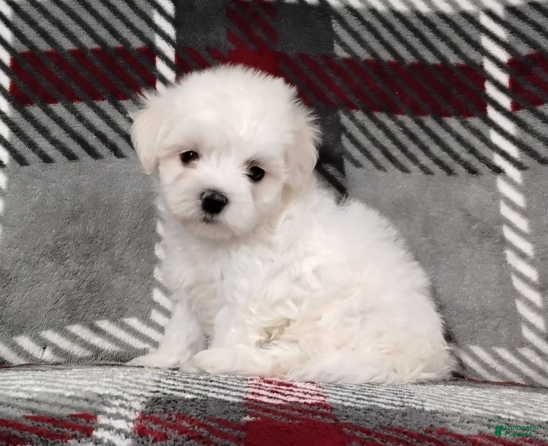 Maltese dogs for sale: Diego - Ad 5
