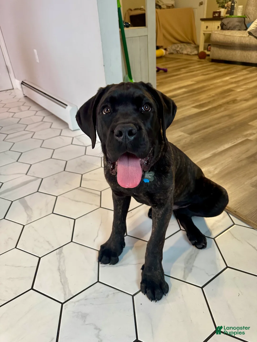 Cane Corso dogs for sale: Cane Corso Puppy 1 - Ad 3
