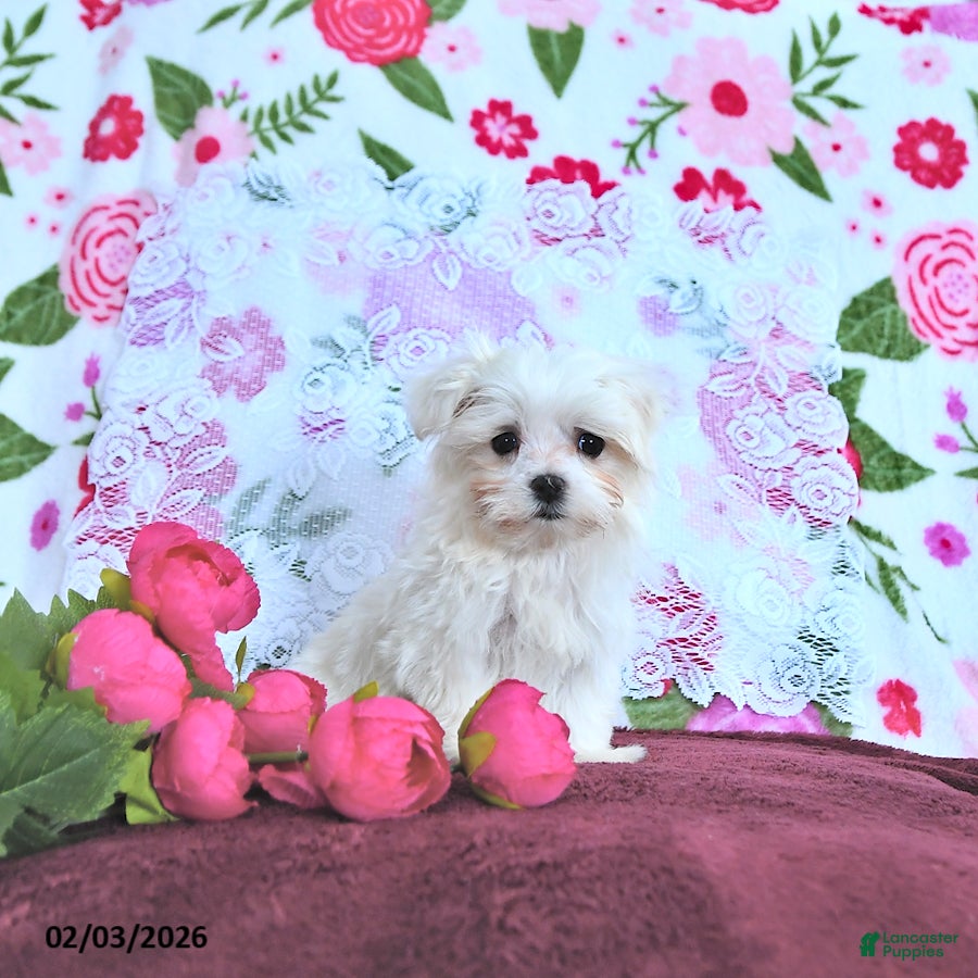 Maltese dogs Valentine EXTRA SMALL - Ad 2