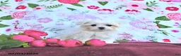 Maltese dogs for sale: Valentine EXTRA SMALL - Ad 6