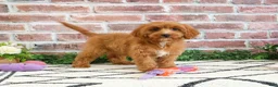 Cavapoo dogs for sale: Kelsie  - Ad 5