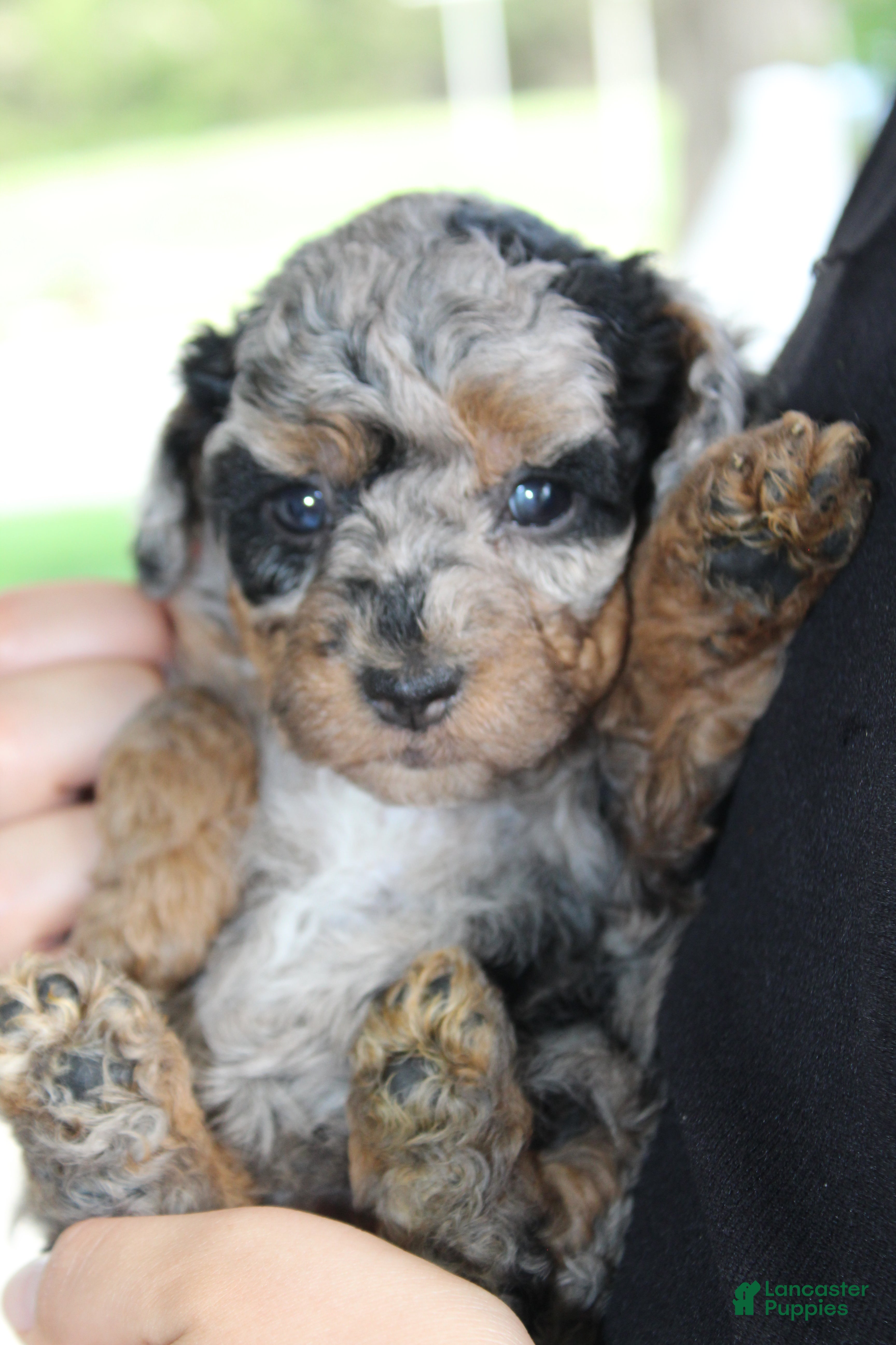 Havapoo dogs Mindi - Ad 2