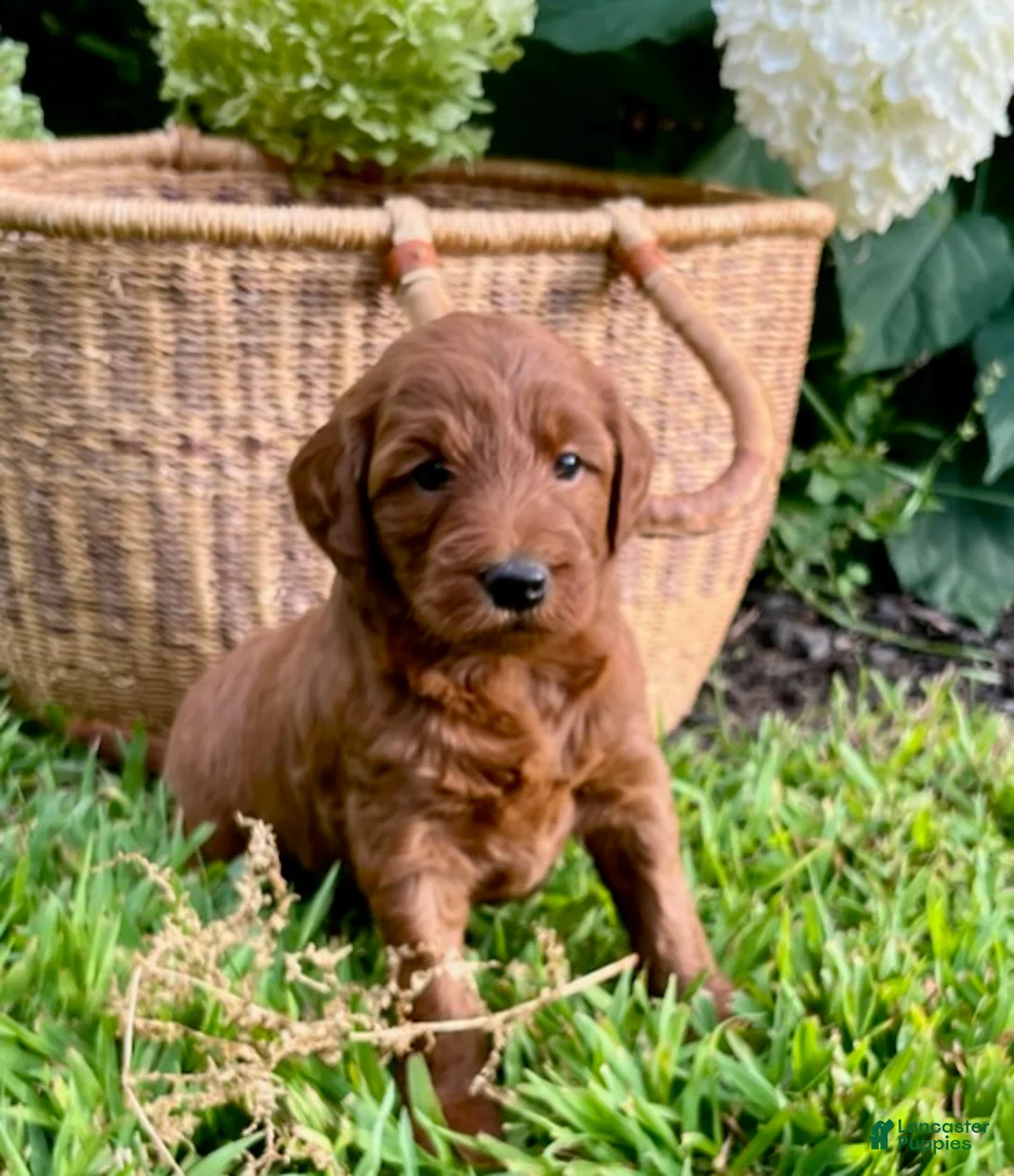 Mini Goldendoodle dogs for sale: Cinnamon - Ad 4