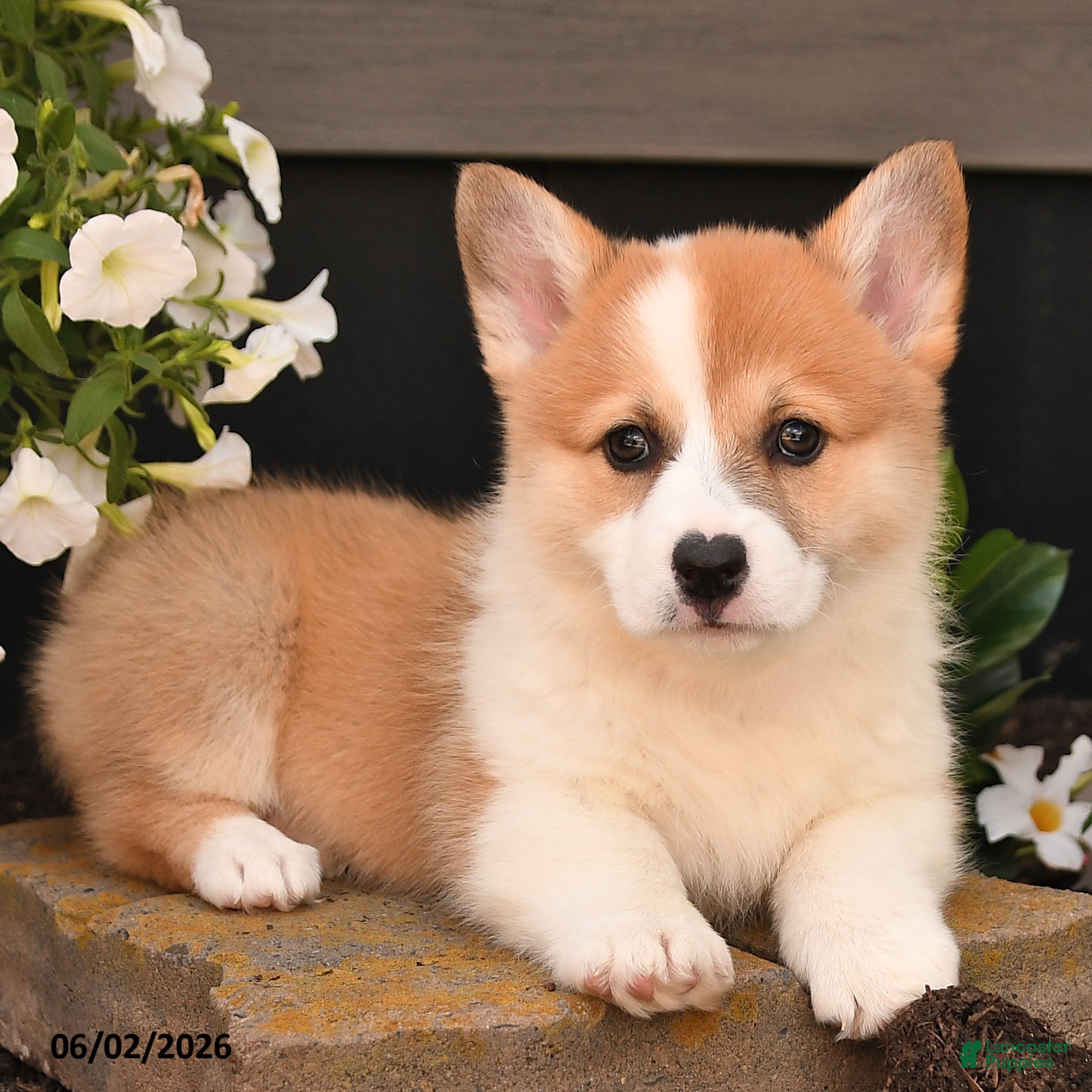 Welsh Corgi Pembroke dogs Bethany - Ad 2