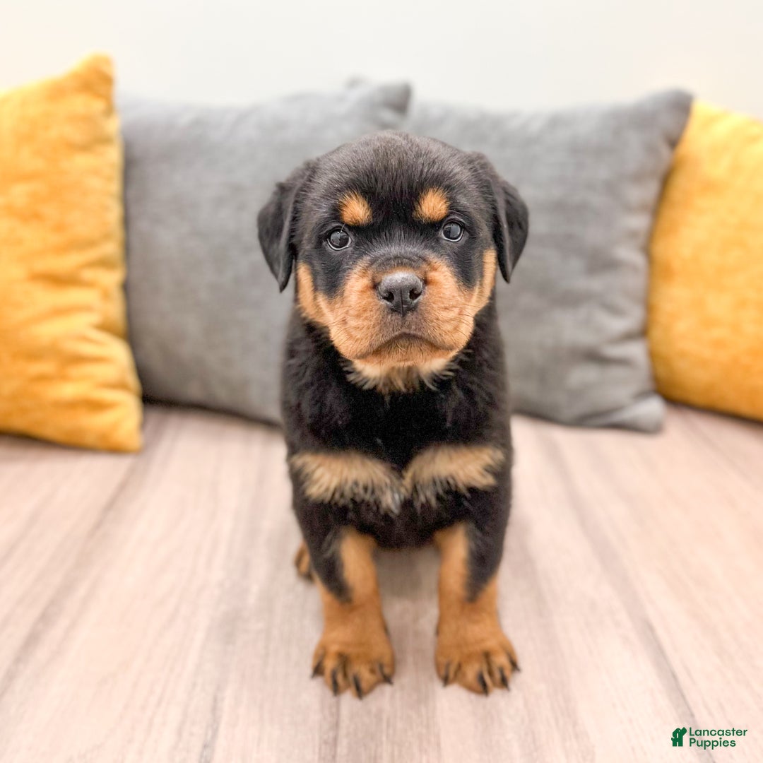 Rottweiler dogs for sale: Skye - Ad 7