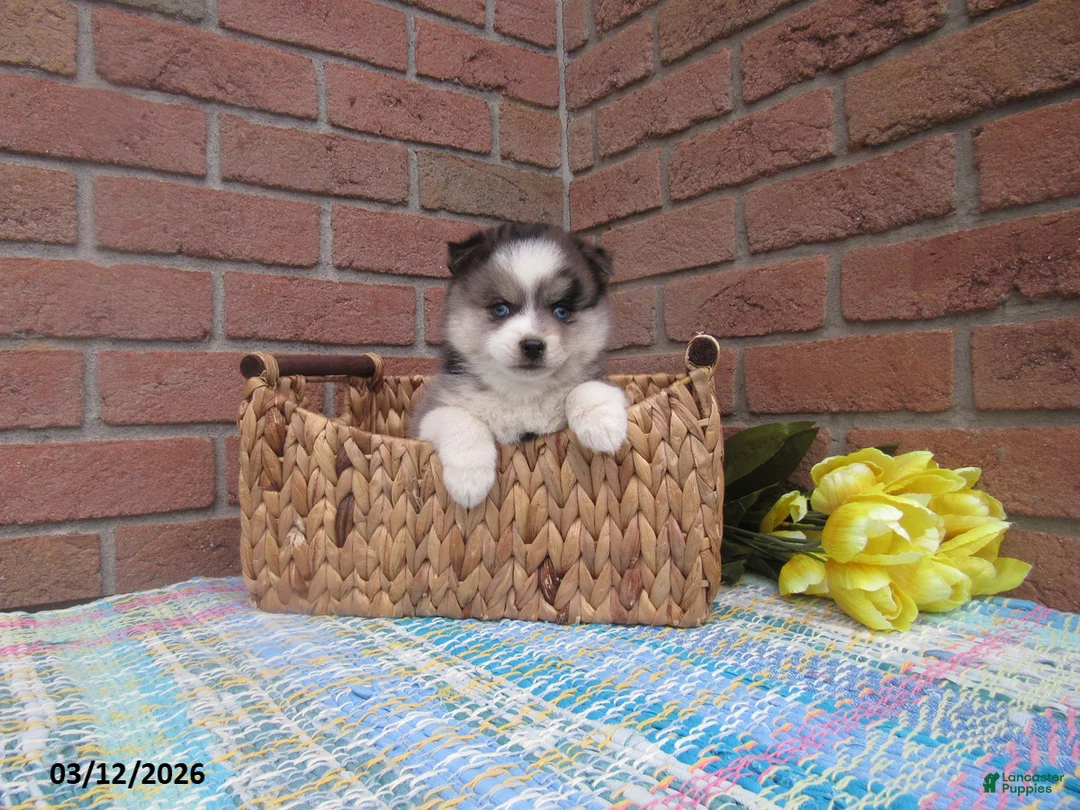 Pomsky dogs for sale: Bailey - Ad 1