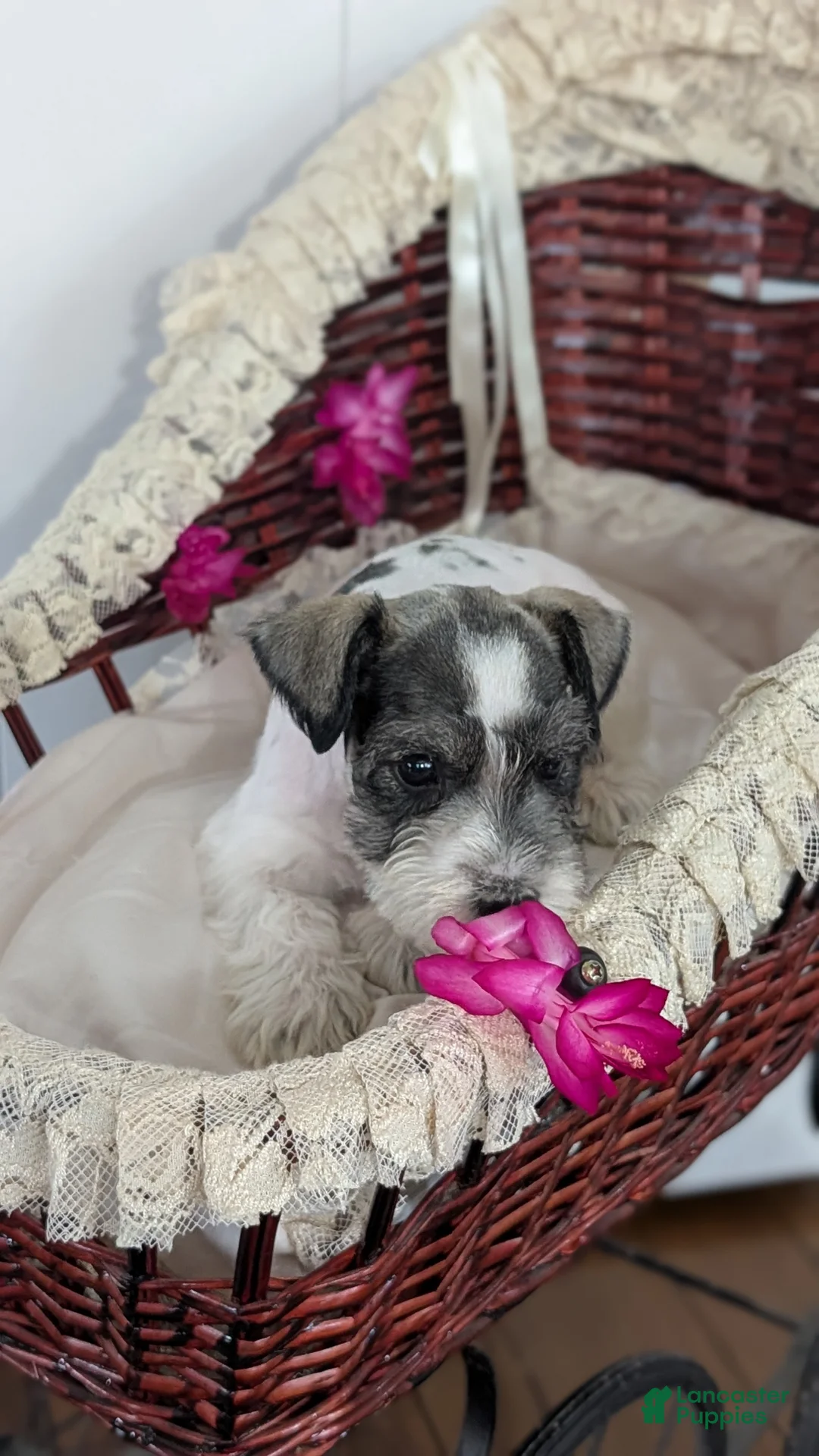 Miniature Schnauzer dogs for sale: Moby  - Ad 4