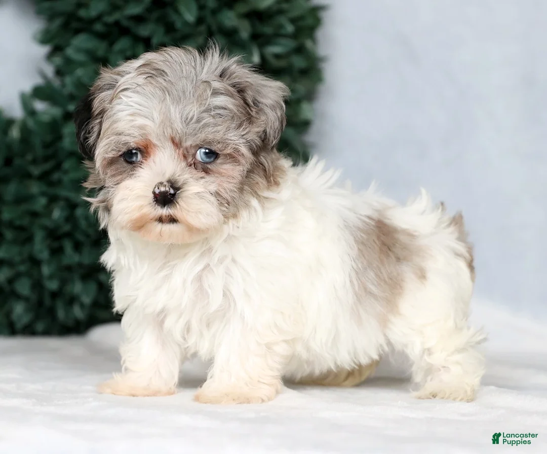 Havapoo dogs for sale: Jill - Ad 5