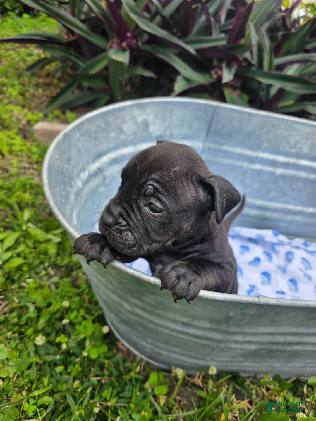 American Bully dogs for sale: American Bully Puppy 4 - Ad 1