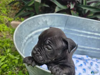 American Bully dogs American Bully Puppy 4 - Ad 14