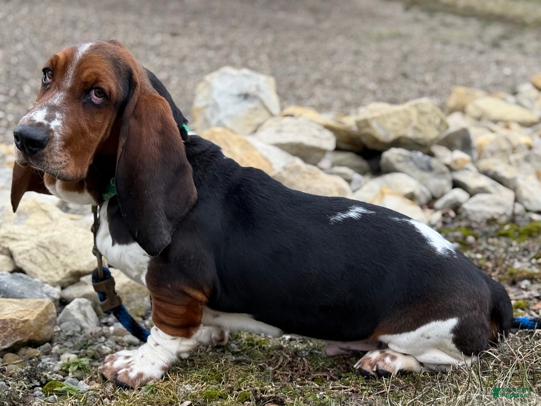 Basset Hound dogs for sale: Sophie - Ad 5