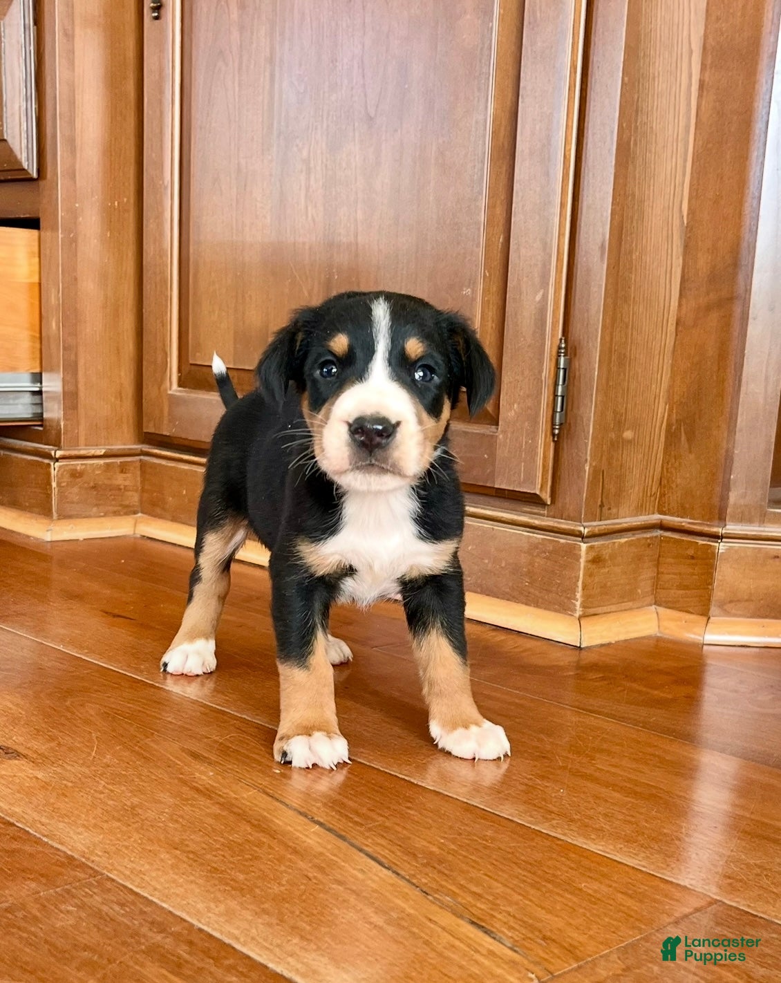Greater Swiss Mountain Dog dogs Viking❤️🐾AKC Hip Cert❤️Call 717-859-8731 - Ad 16
