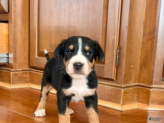 Greater Swiss Mountain Dog dogs Viking❤️🐾AKC Hip Cert❤️Call 717-859-8731 - Ad 16