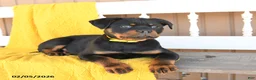 Rottweiler dogs for sale: Sadie - Ad 5
