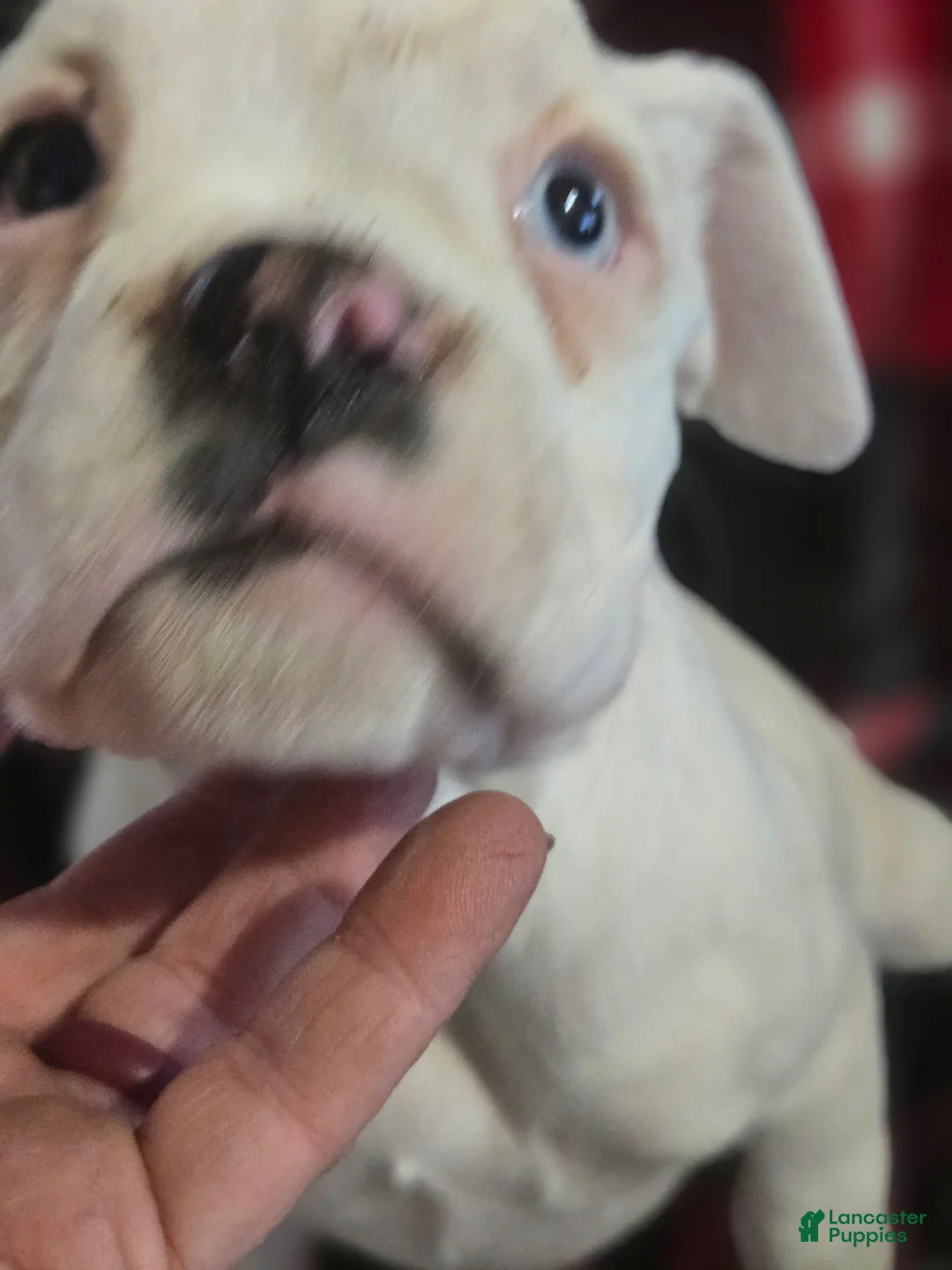 Boxer dogs for sale: Stevie - Ad 2