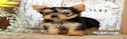 Morkie dogs for sale: Olive - Ad 4