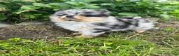 Pomeranian dogs for sale: Bandit Merle tricolor  - Ad 4