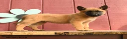 Belgian Malinois dogs for sale: Taffy - Ad 1