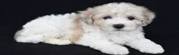 Miniature Poodle dogs for sale: Porter - Ad 10